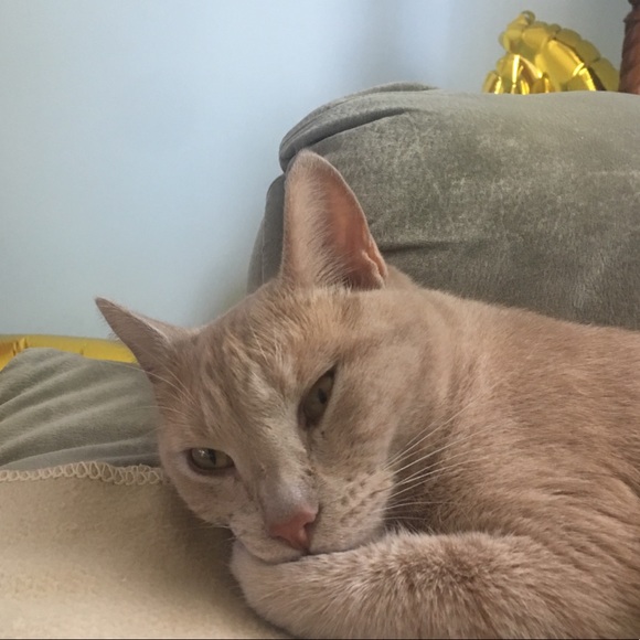 Meet your Posher, David - Picture 1 of 1